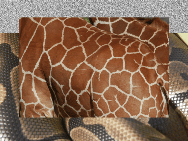 Investigation: Reticulation!